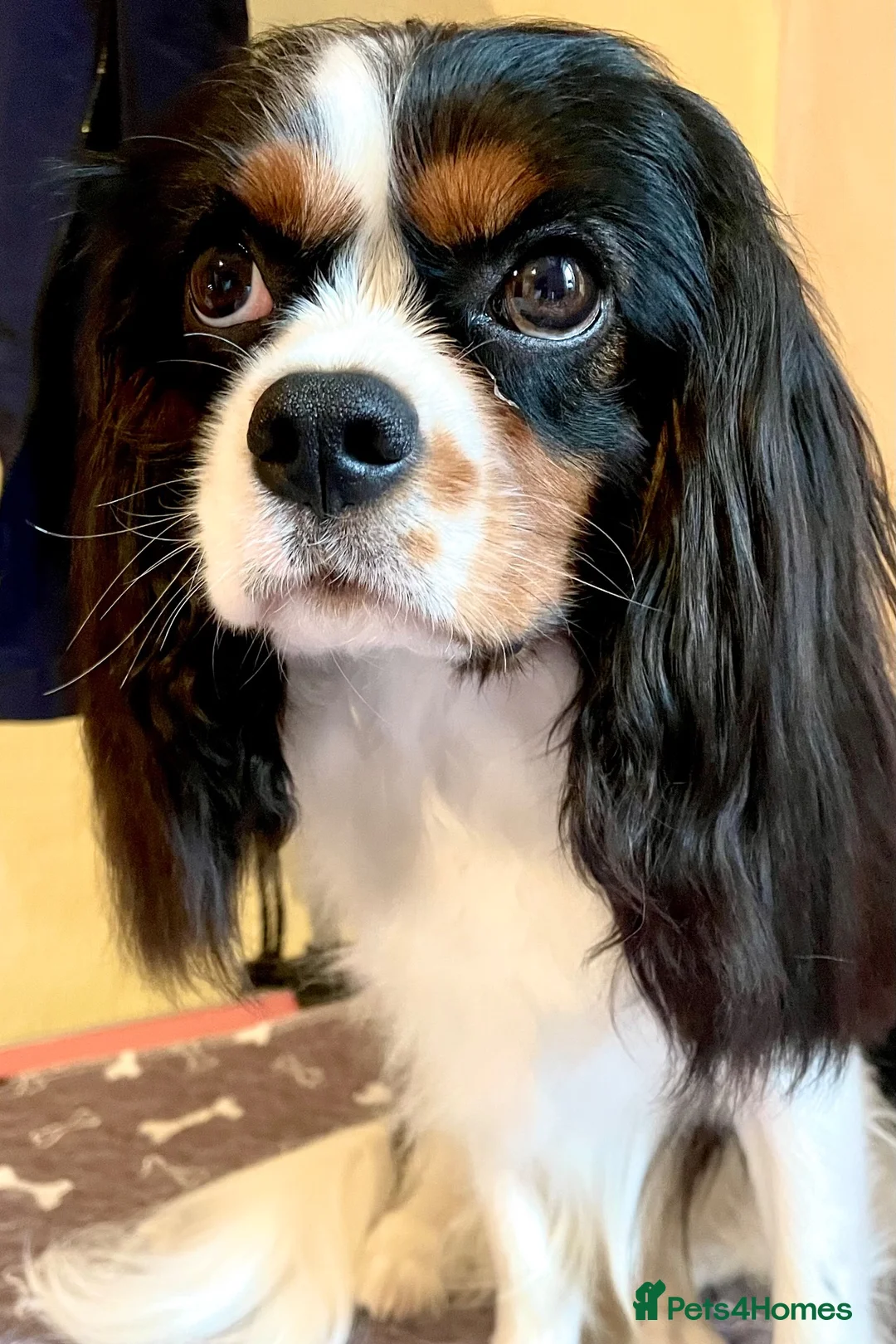 Cavalier King Charles Spaniel dogs for stud: KC registered Tri stud duties only - Advert 2