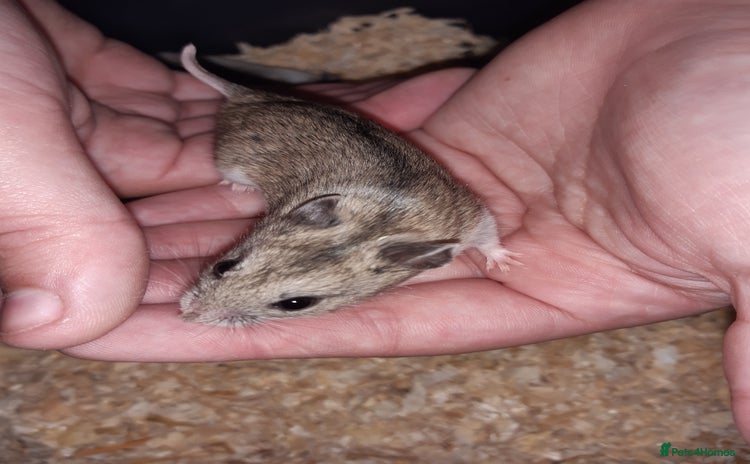Hamster rodents - Advert 1