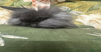 Mini Lion Lop rabbits - Advert 7