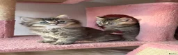 British Longhair cats for sale: Exquisite British Kittens – Golden & Colourpoint  - Advert 11