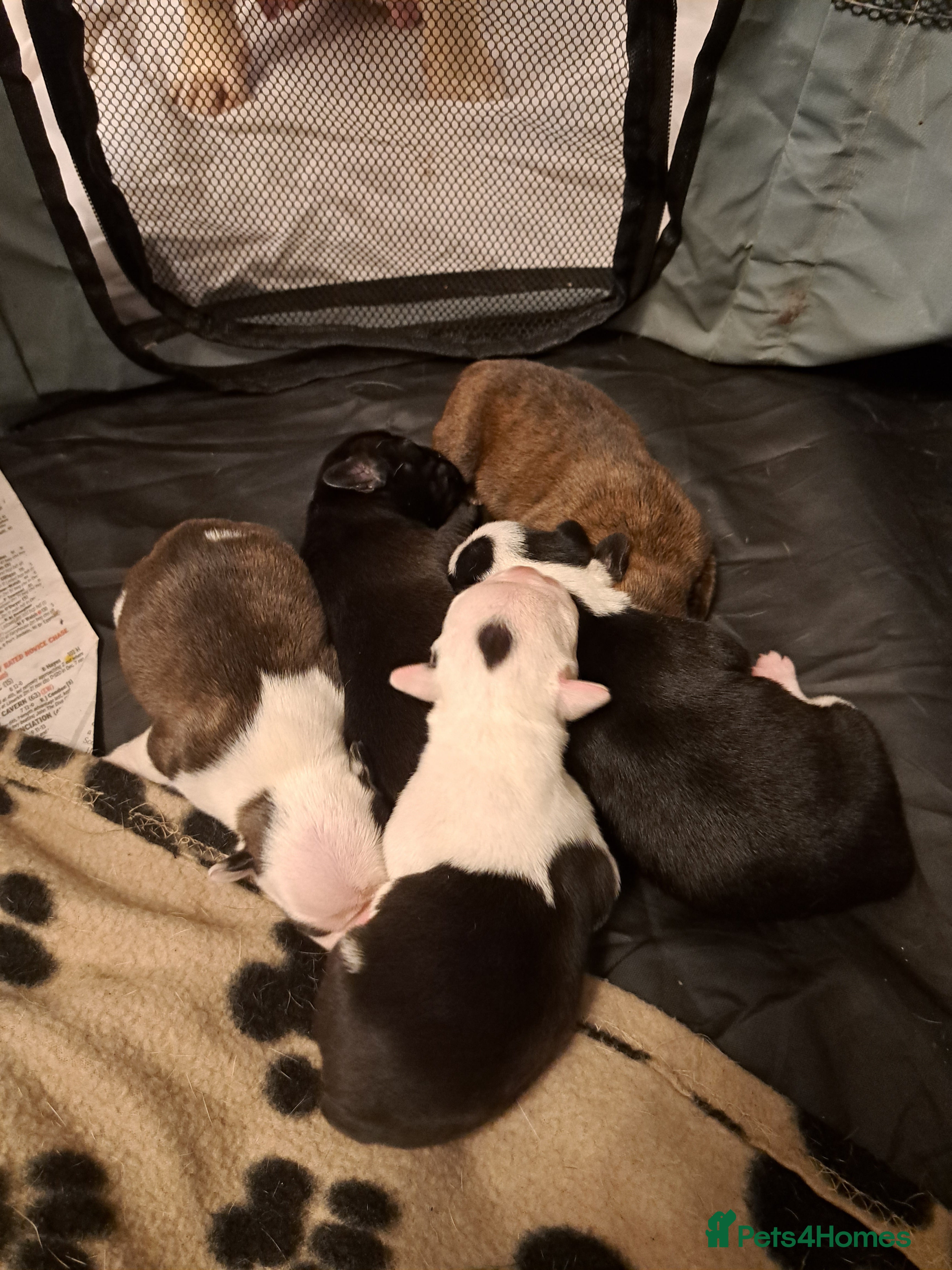 Mixed Breed dogs Puppies  - Advert 1