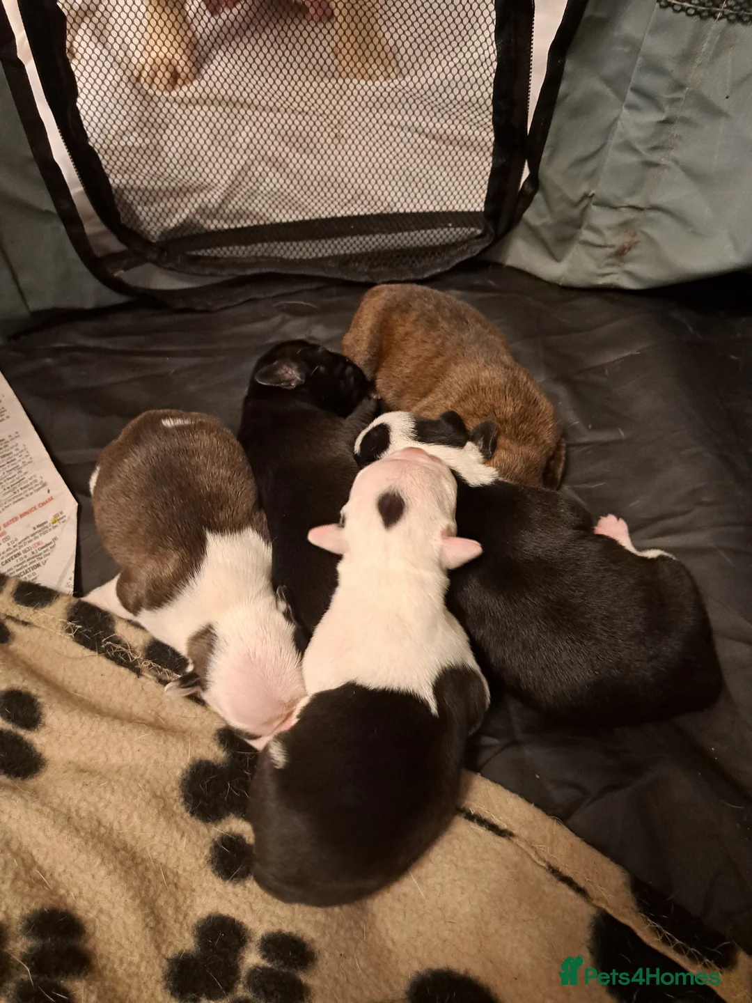 Mixed Breed dogs for sale: Puppies  - Advert 1