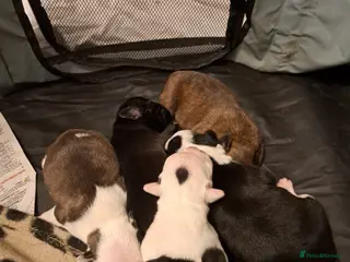 Mixed Breed dogs Puppies - Advert 1