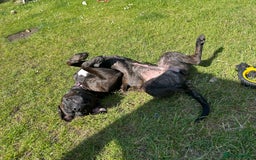 Mixed Breed dogs for sale: Dog to rehome  - Image 3