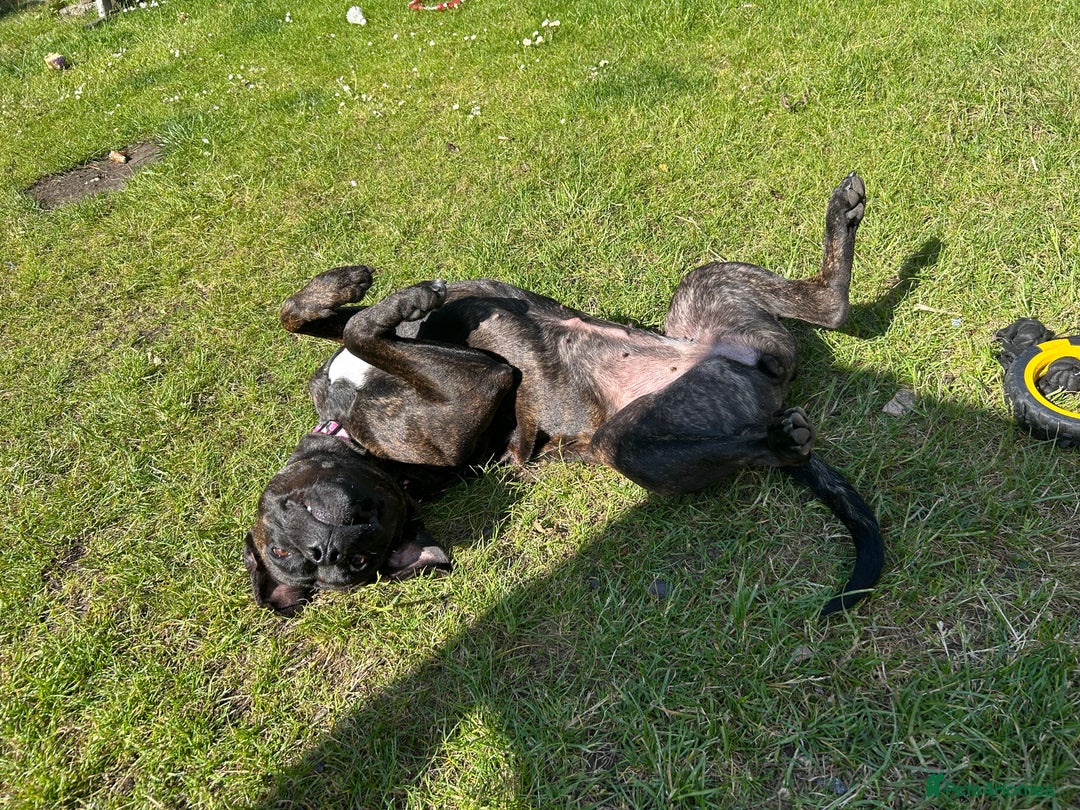 Mixed Breed dogs for sale: Dog to rehome  - Image 3