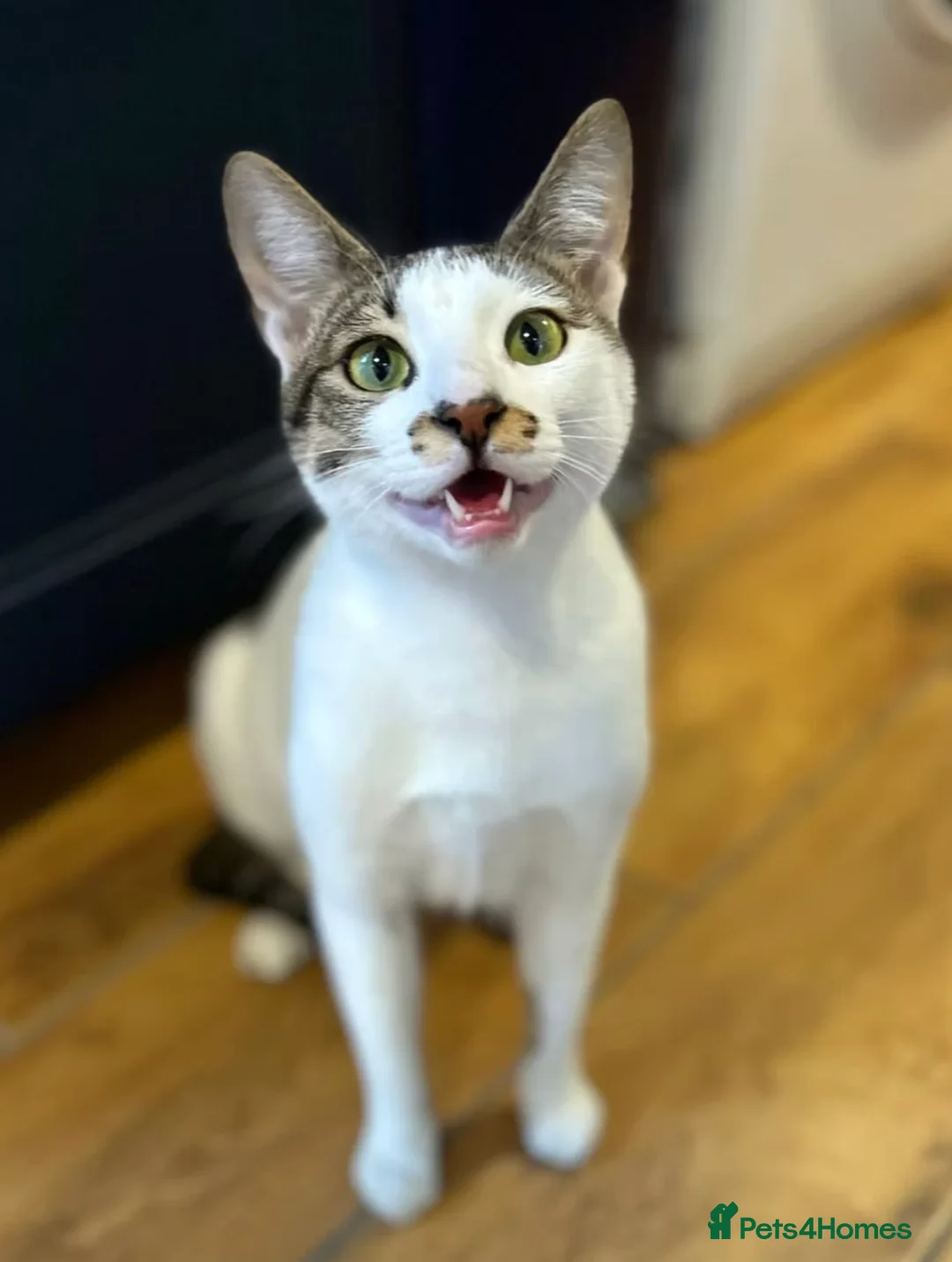 Arabian Mau cats for adoption: Male Rescue Cat for Indoor-only Adoption - Advert 2