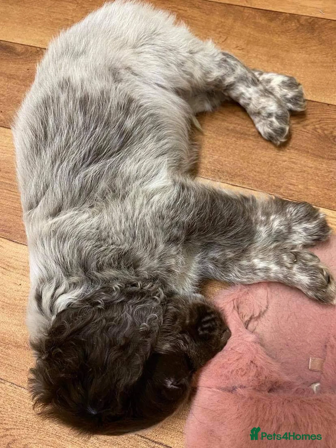 Cocker Spaniel dogs for stud: Working Cocker Gonio✅BVA eye tested✅ Hips/Elbows✅ in Pickering - Advert 12