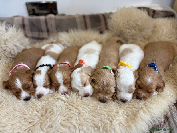 Cocker Spaniel dogs - Advert 1