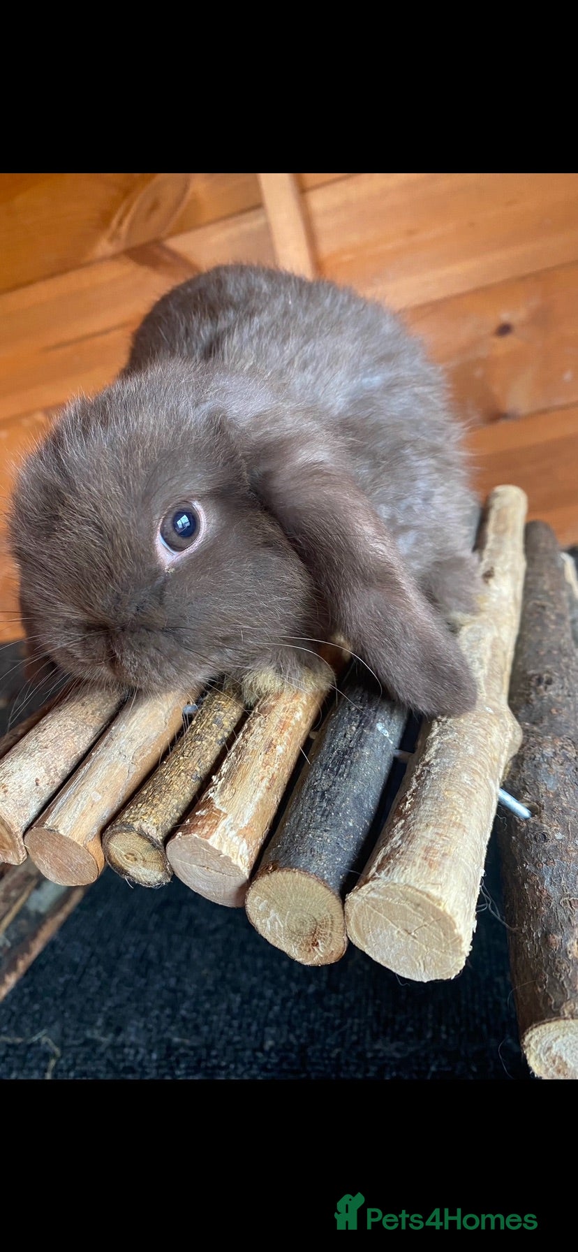 Mini Lop rabbits Beautiful pure breed mini lops girls - Advert 11