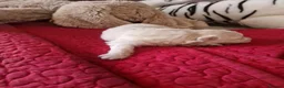 Pomapoo dogs for sale: ☆☆UNIQUE / VERY RARE ☆ 2 FEMALE MICRO BABY BEARS in Bristol - Advert 8