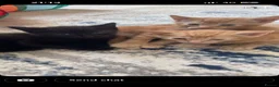 Mixed Breed cats for sale: Kittens for sale  in Halifax - Advert 8