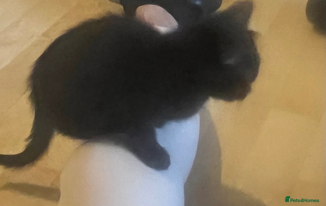 Mixed Breed cats for sale: Beautiful kittens  - Image 19