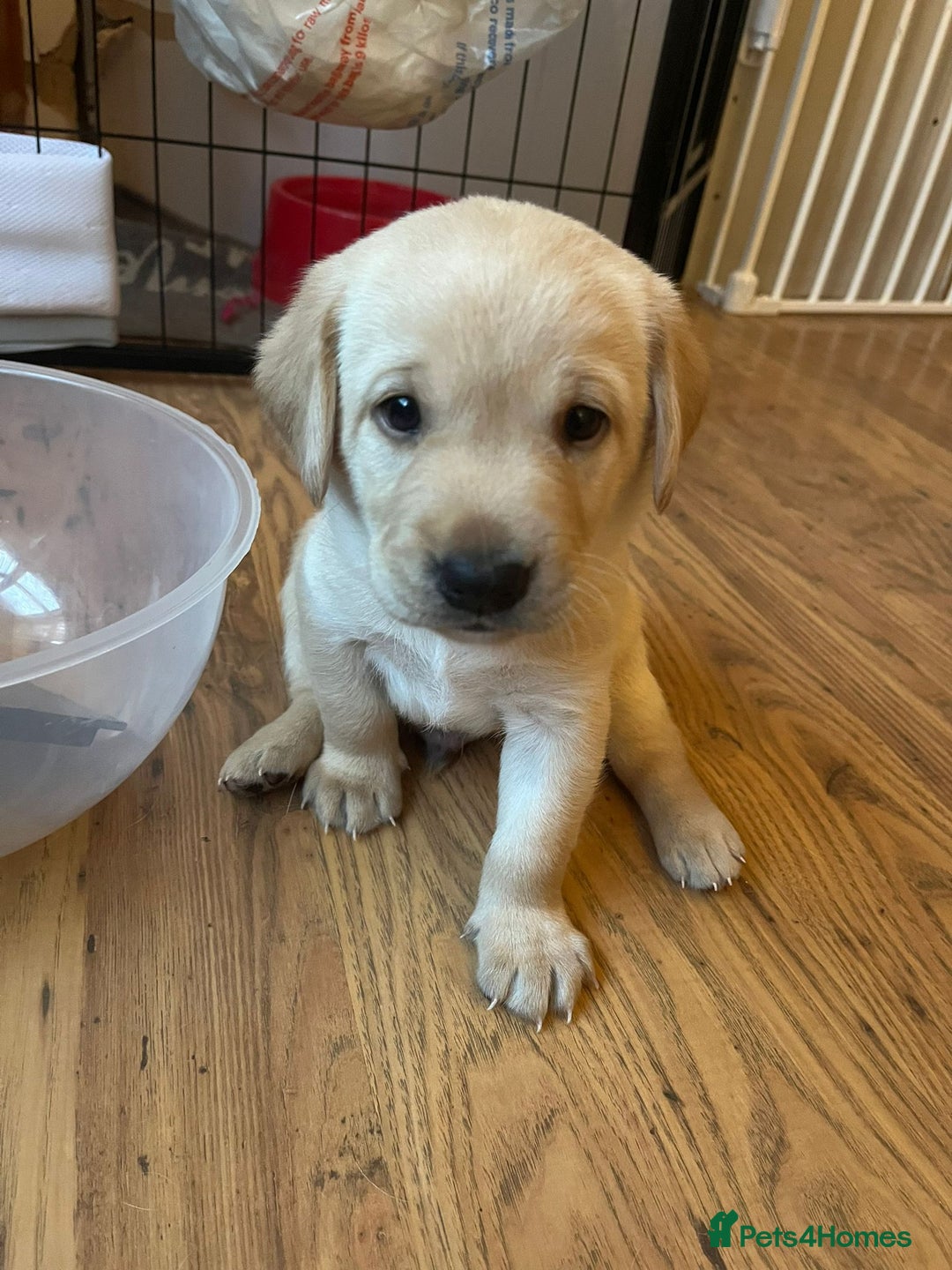 Labrador Retriever dogs for sale: Labrador puppies (only boys left) - Image 7