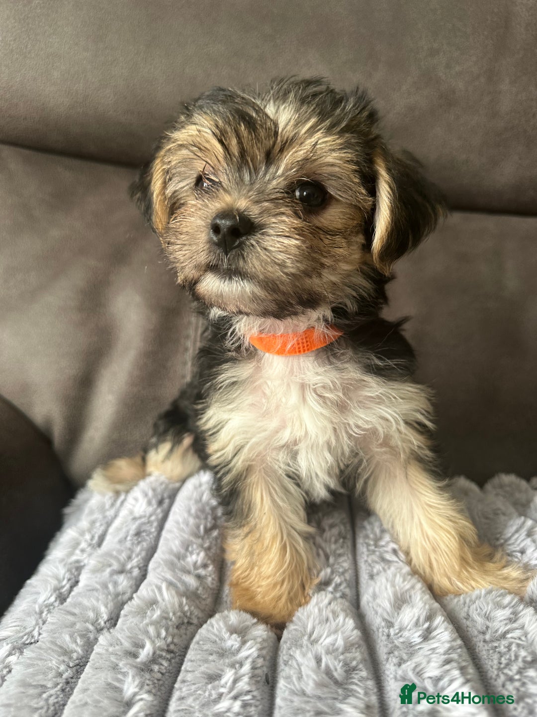 Morkie dogs for sale: Morkie Pups - Image 6