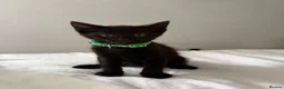 Domestic Shorthair cats for sale: Kittens for sale - Advert 3