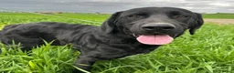 Mixed Breed dogs for adoption: Lonzo (Retriever mix) in Basingstoke - Advert 3