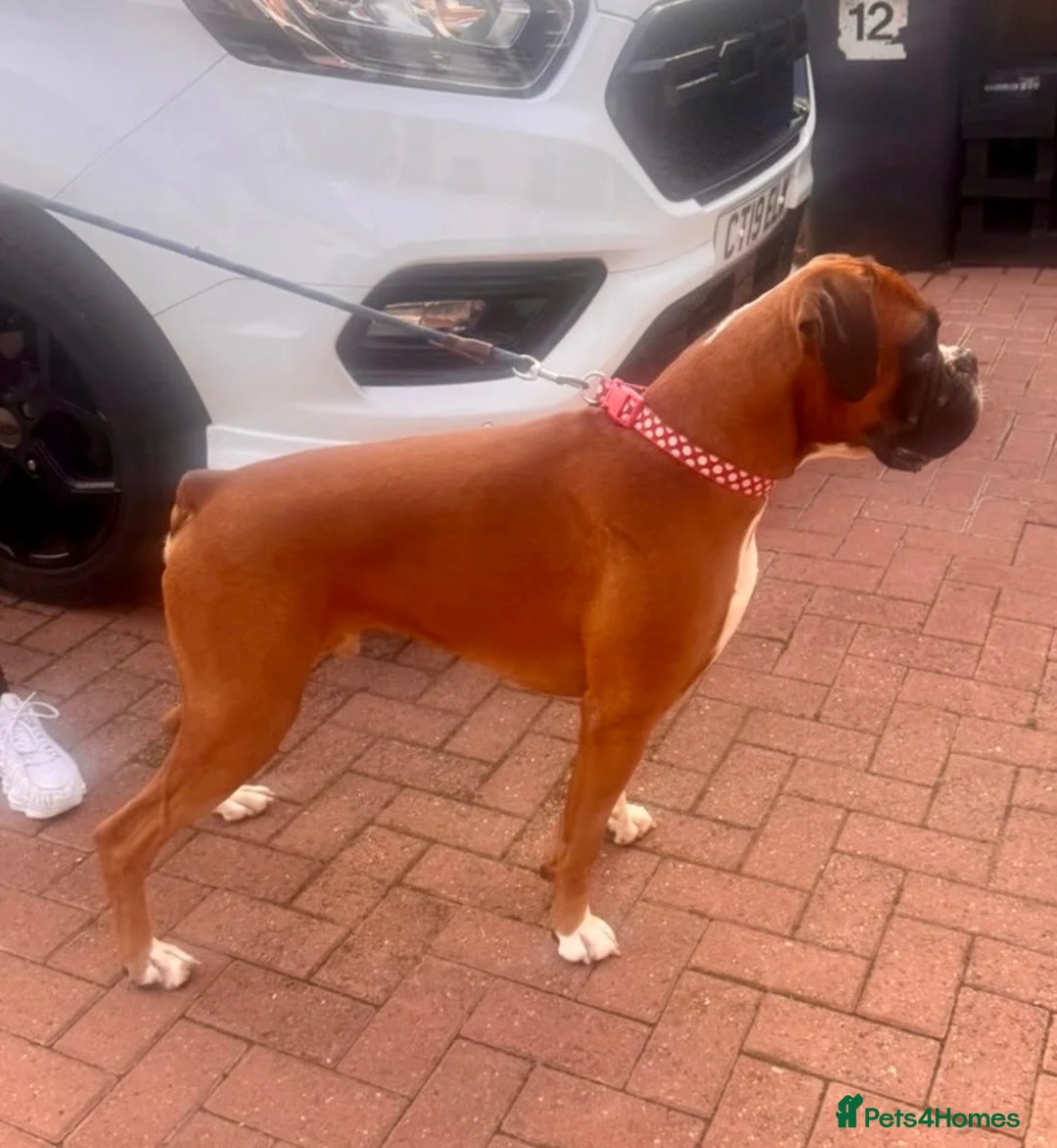 Boxer dogs for stud: HUGE MUSCULAR PROVEN BOXER - Advert 2