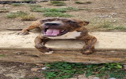 Mixed Breed dogs for sale: 2 lovely boys need a loving forever home - Image 7