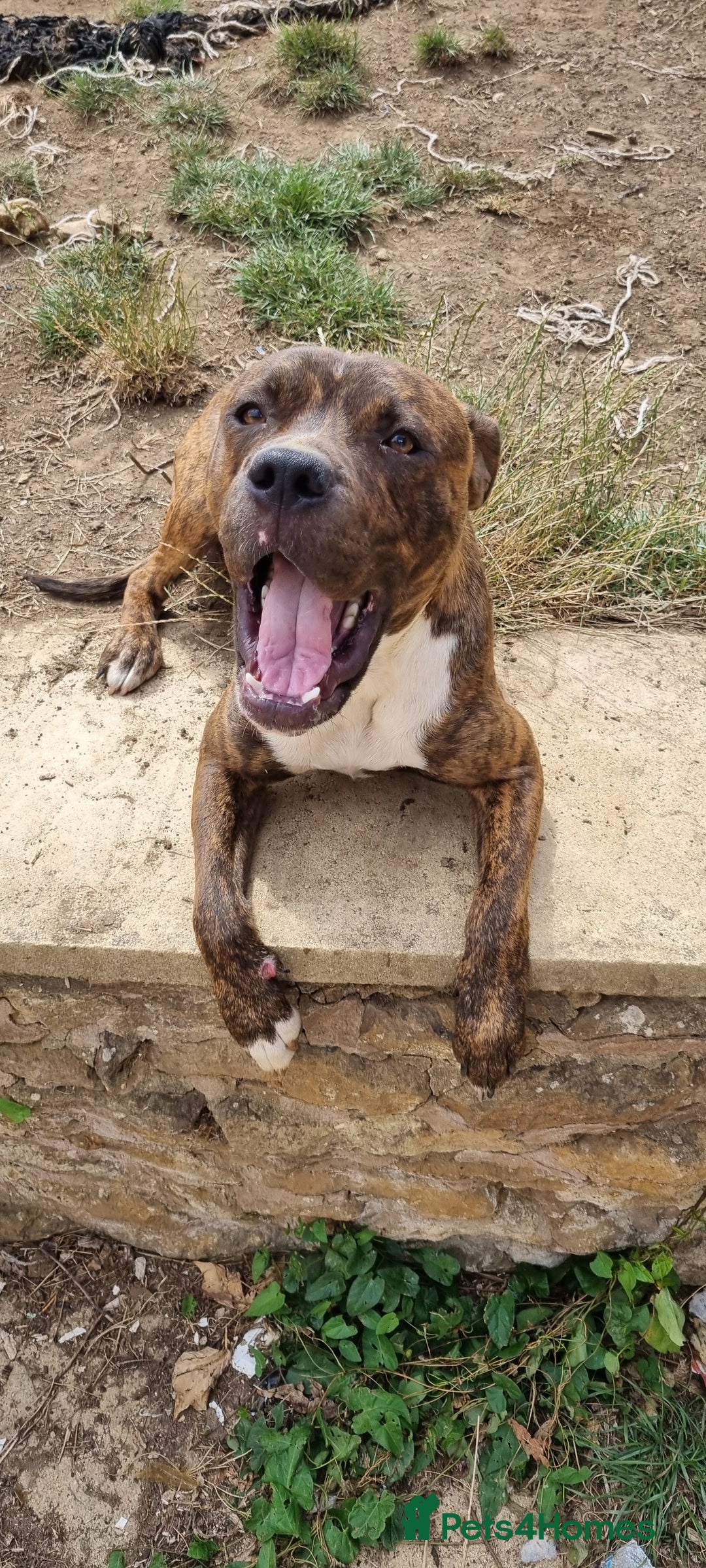 Mixed Breed dogs for sale: 2 lovely boys need a loving forever home - Image 7