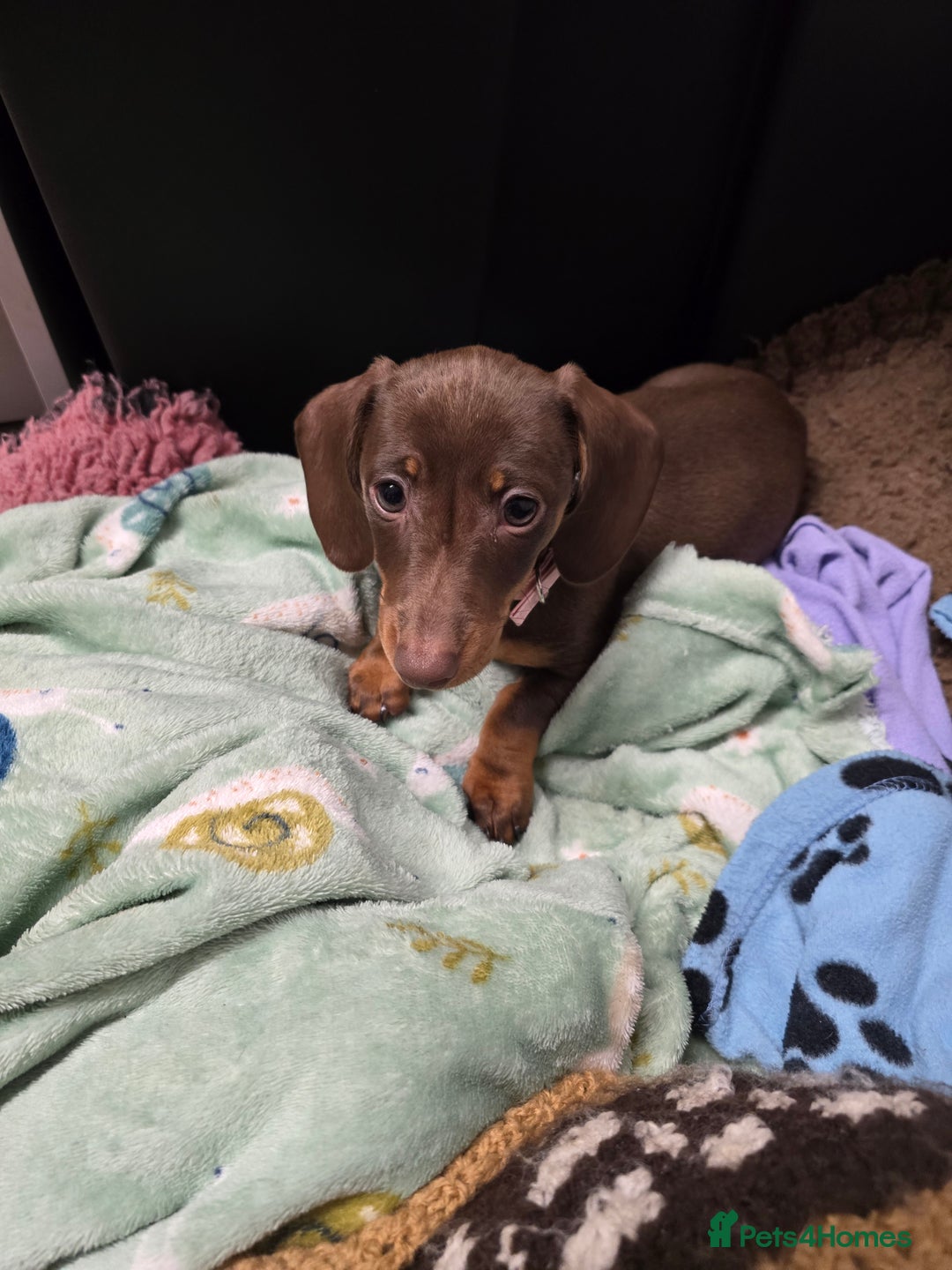 Miniature Dachshund dogs for sale: Galaxy Chocolate: Your Sweetest Adventure Awaits! - Image 4
