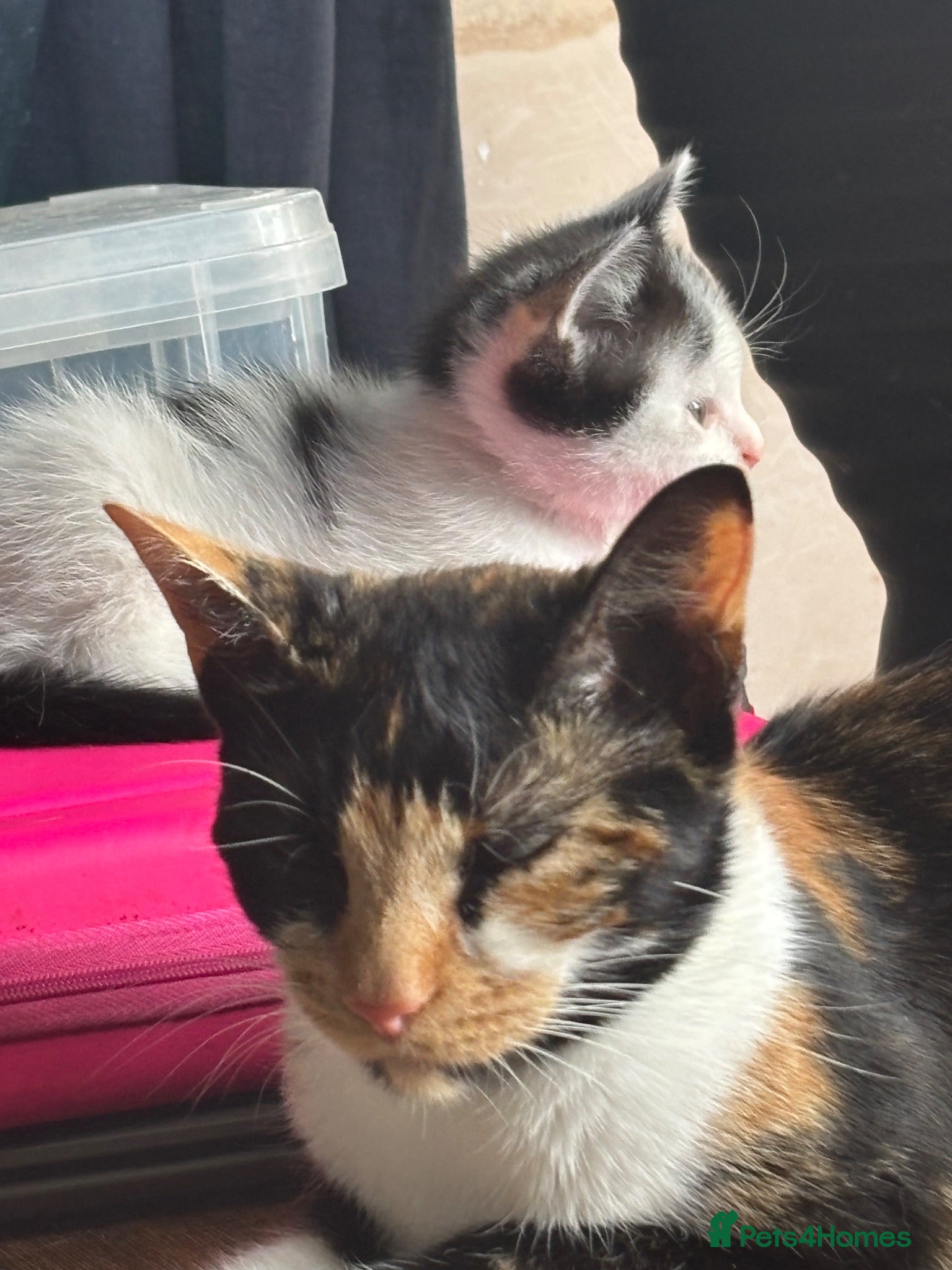 Mixed Breed cats Beautiful Kittens looking for loving home  - Advert 1