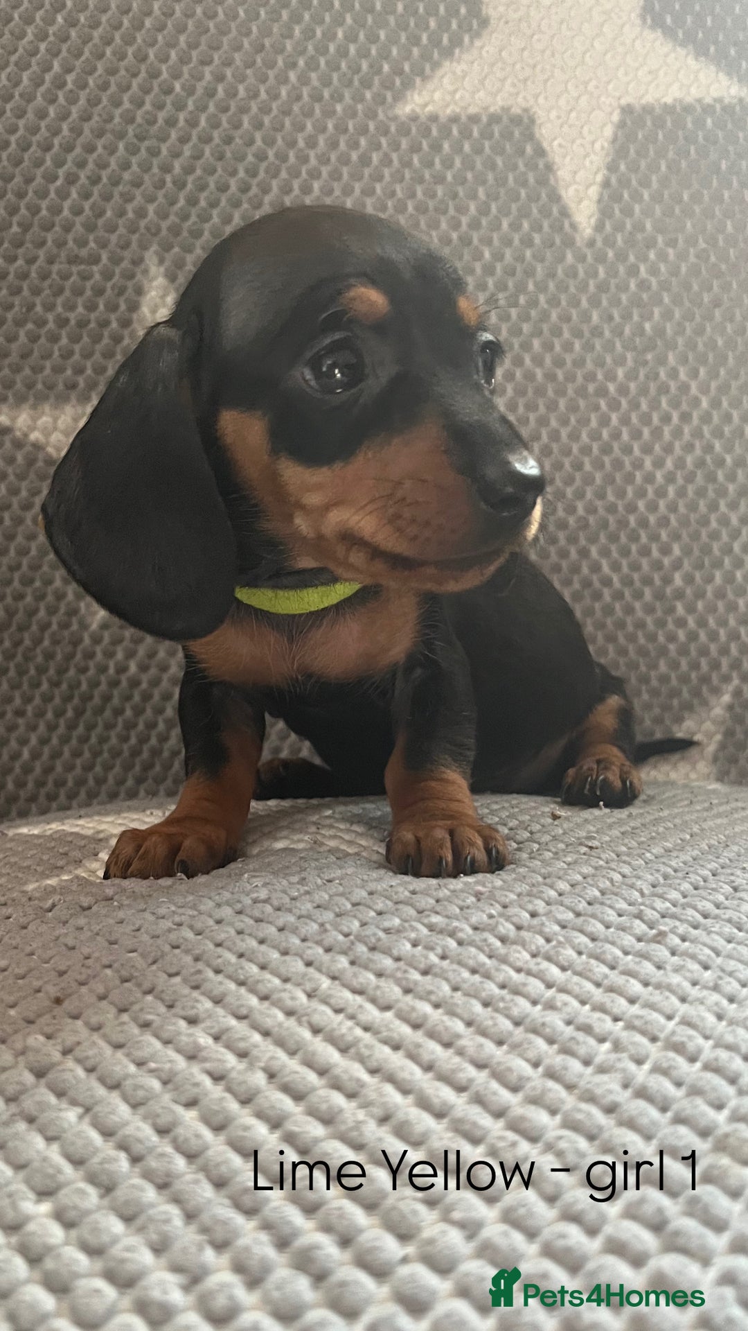 Dachshund dogs for sale:  !!Reduced!!READY TO LEAVE!! miniature dachshunds  - Image 25