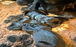 Labrador Retriever dogs for sale: Excellent KC reg-health checked, 6th generation  - Image 11