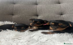 Yorkshire Terrier dogs for sale: Adorable Yorkshire Terrier Puppies✨ - Image 1