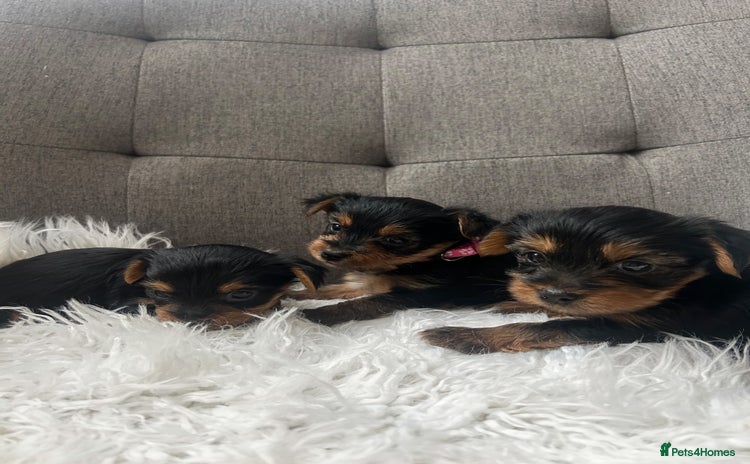 Yorkshire Terrier dogs - Advert 2