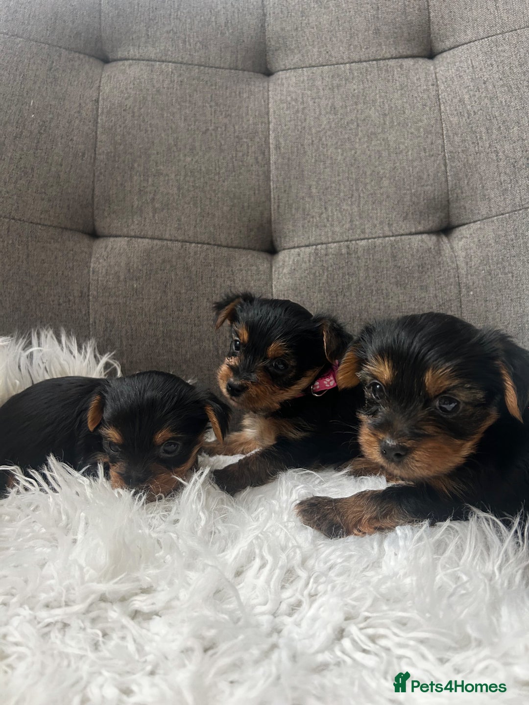 Yorkshire Terrier dogs for sale: Adorable Yorkshire Terrier Puppies✨ - Image 1