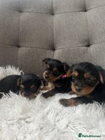 Yorkshire Terrier dogs - Advert 1