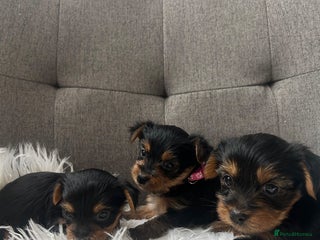 Yorkshire Terrier dogs - Advert 15