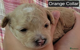 Maltipoo dogs for sale: F1b Maltipoo - Image 10