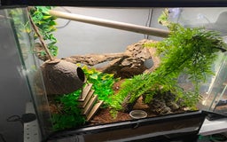 Gecko reptiles for sale: Lilly white crested gecko with whole setup  - Image 3