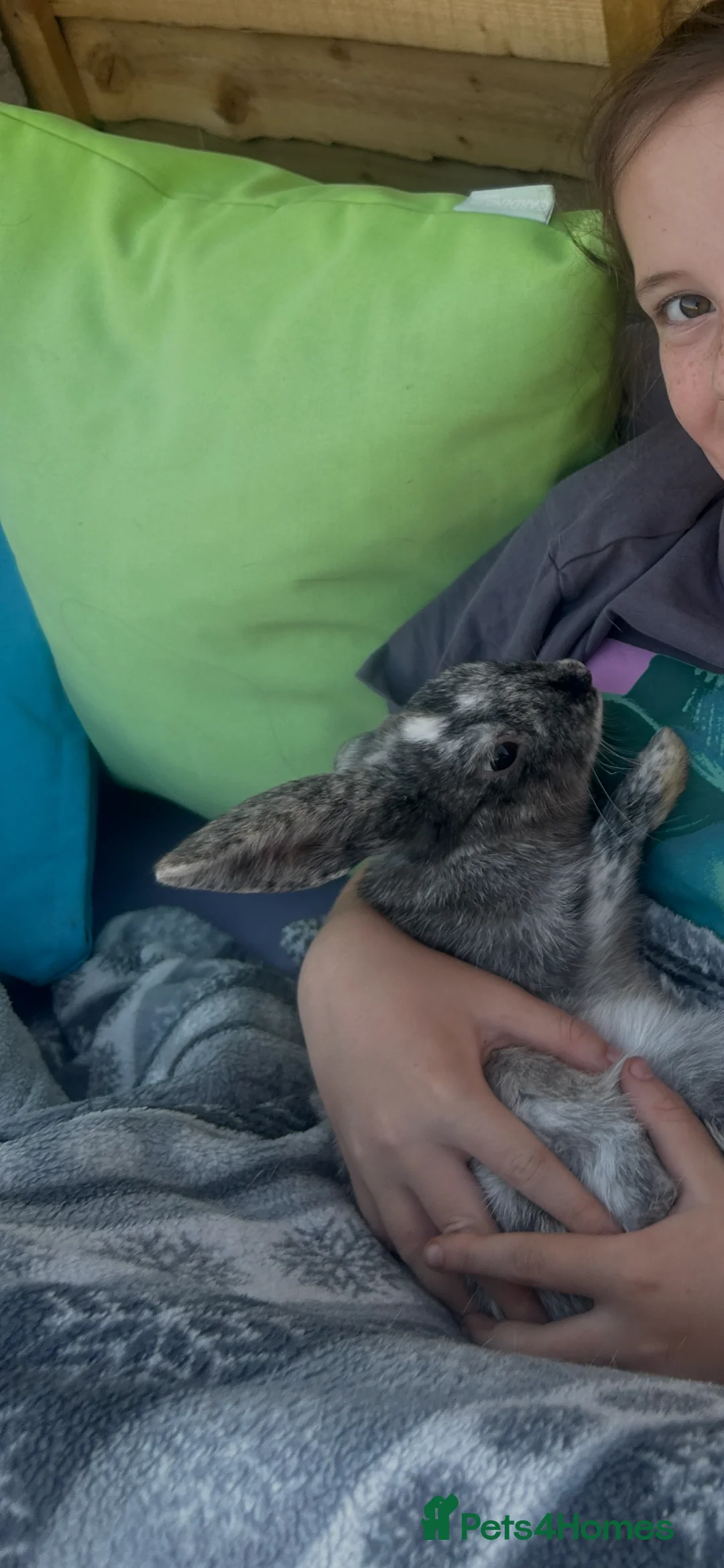 Rex rabbits for sale: 2 female rabbits  - Advert 4