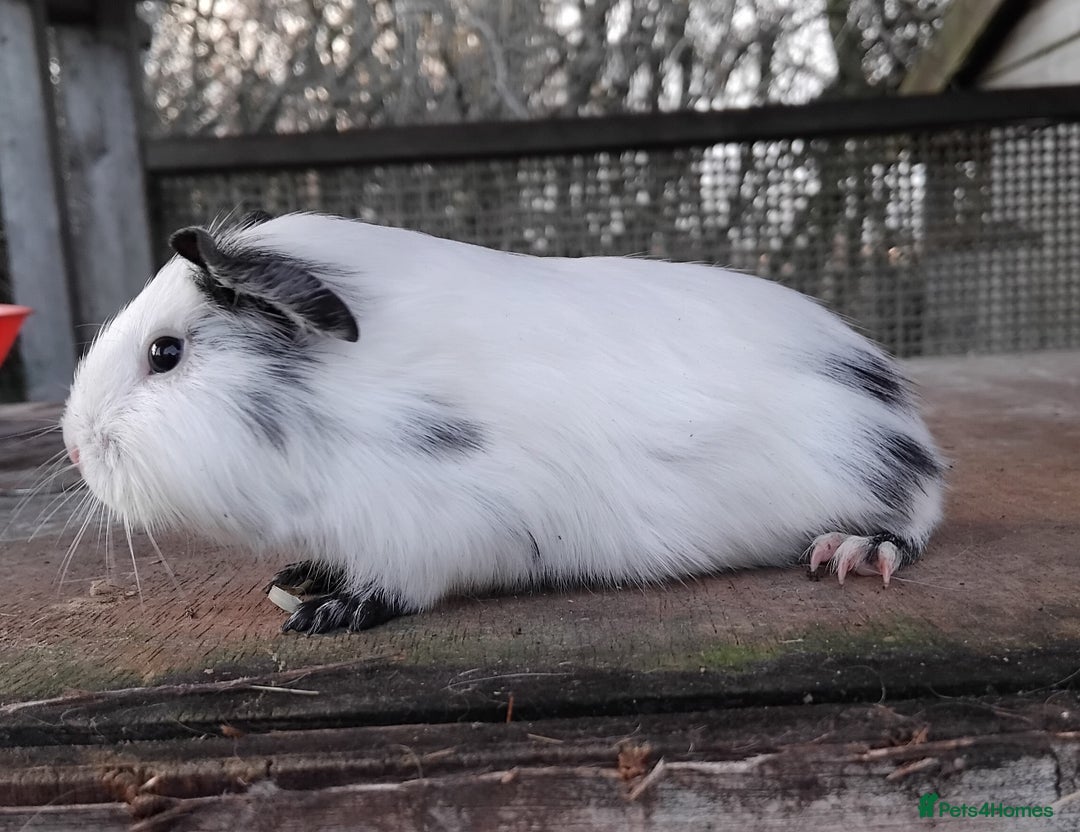 Guinea Pig rodents for sale: Swiss, Dalmation, Self Chocolate Boys and Girls - Advert 22