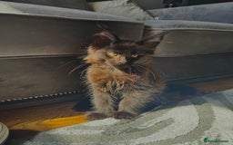 Maine Coon cats for sale: Mainecoon kittens Reduced! - Image 7