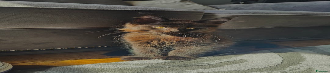 Maine Coon Black