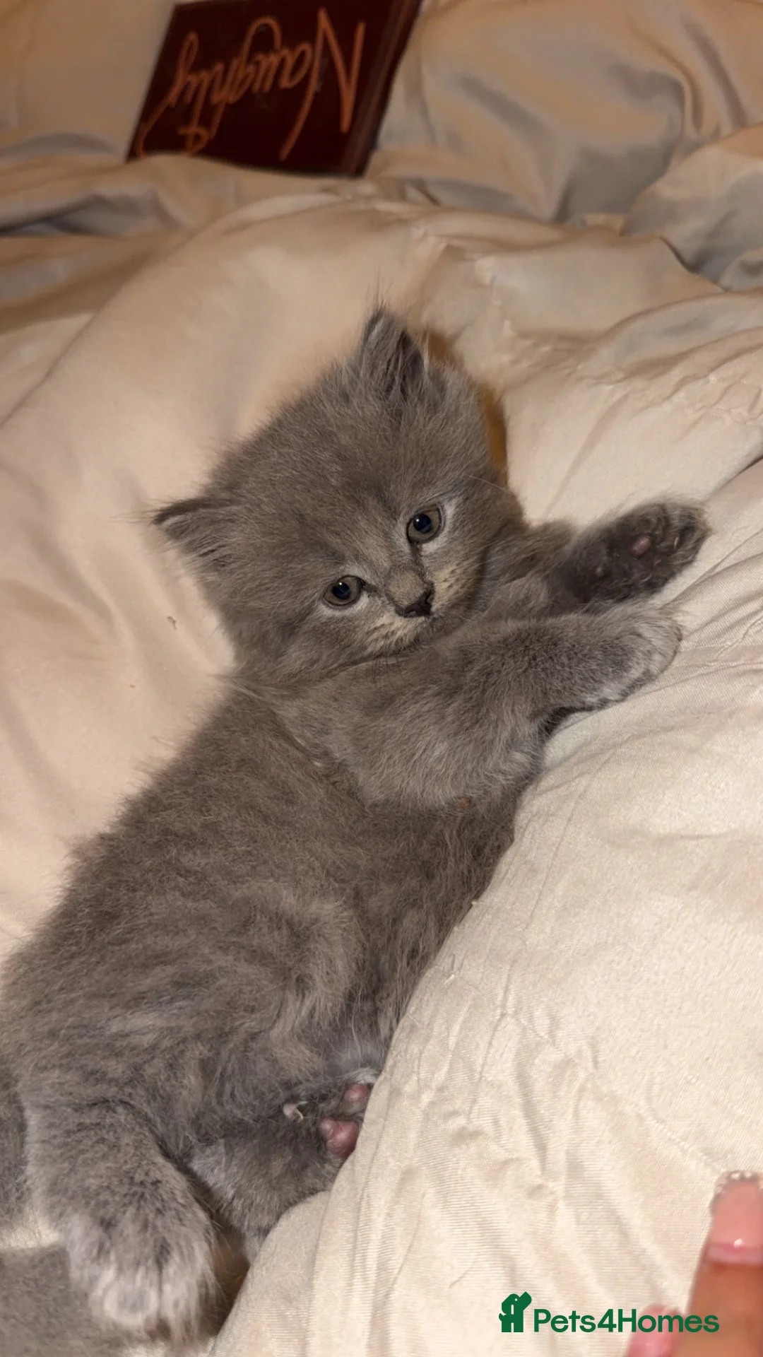 British Shorthair cats for sale: British shorthair kittens - Advert 9