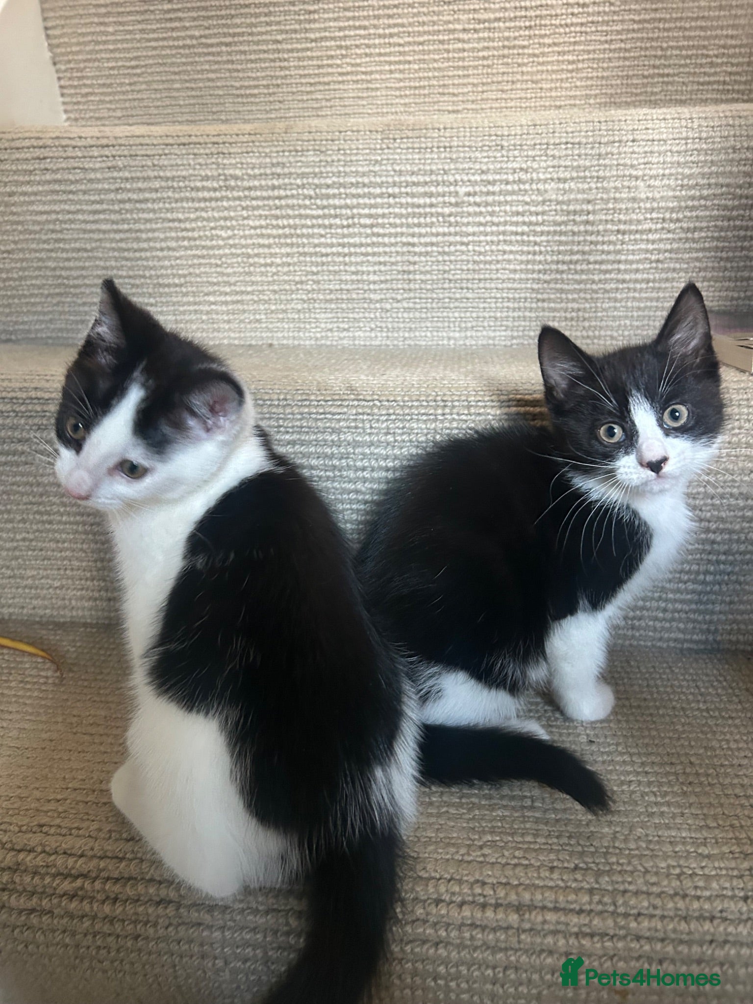 Mixed Breed cats Friendly playful kittens 💖 Girl and Boy 💙 - Advert 5