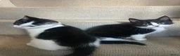 Mixed Breed cats for sale: Sweet friendly kitten   - Advert 12
