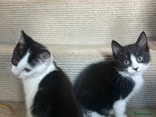 Mixed Breed cats Friendly playful kittens 💖 Girl and Boy 💙 - Advert 5