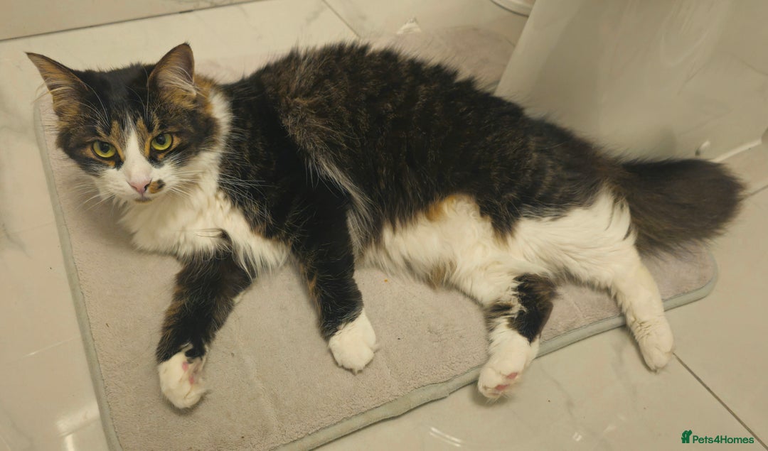 Mixed Breed cats for sale: Unique mixed breed stunning girl - Image 8