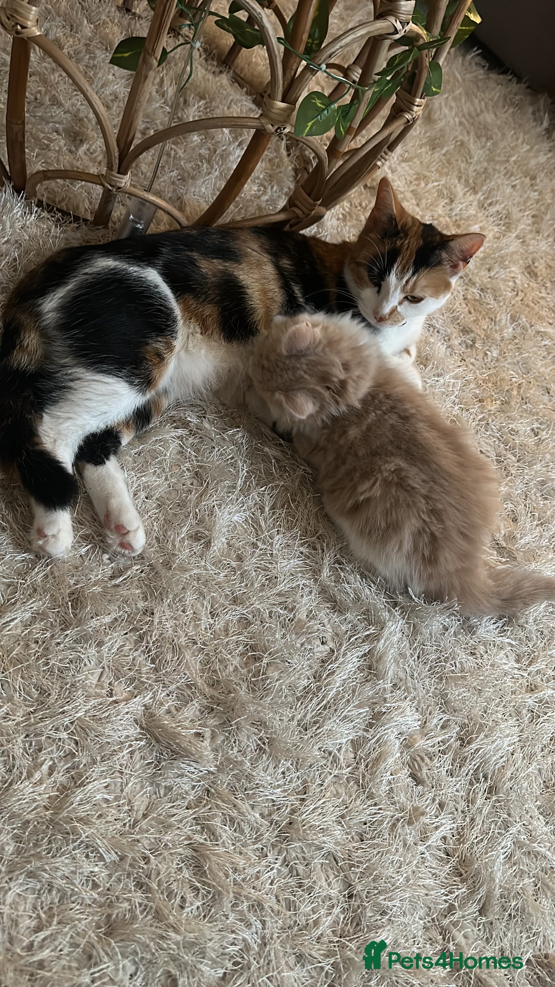 Mixed Breed cats for sale: Beautiful and affectionate 1 year old male - Advert 6