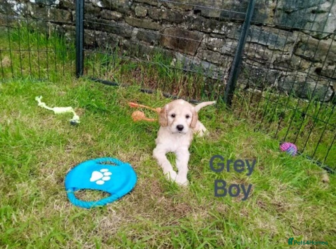 Cockapoo dogs for sale: ⭐️VERY RARE TOY Cockapoo Puppies⭐️🐶 - Image 18