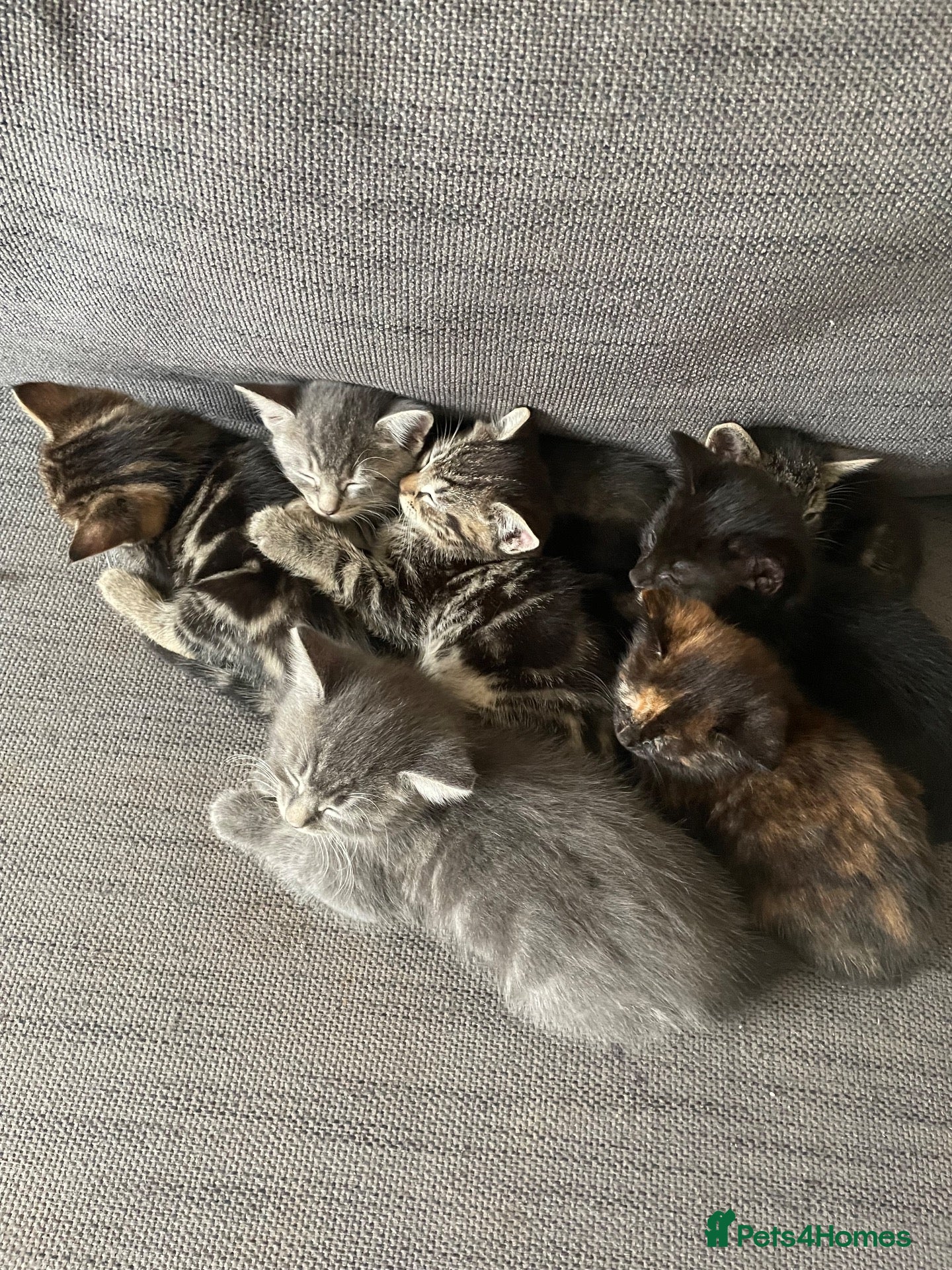British Shorthair cats 🐾 7 CUTE Kittens Looking 4 Their Forever Homes 🐾 - Advert 13