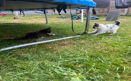 Domestic Shorthair cats for sale: 2 beautiful babies  10weeks old - Image 5