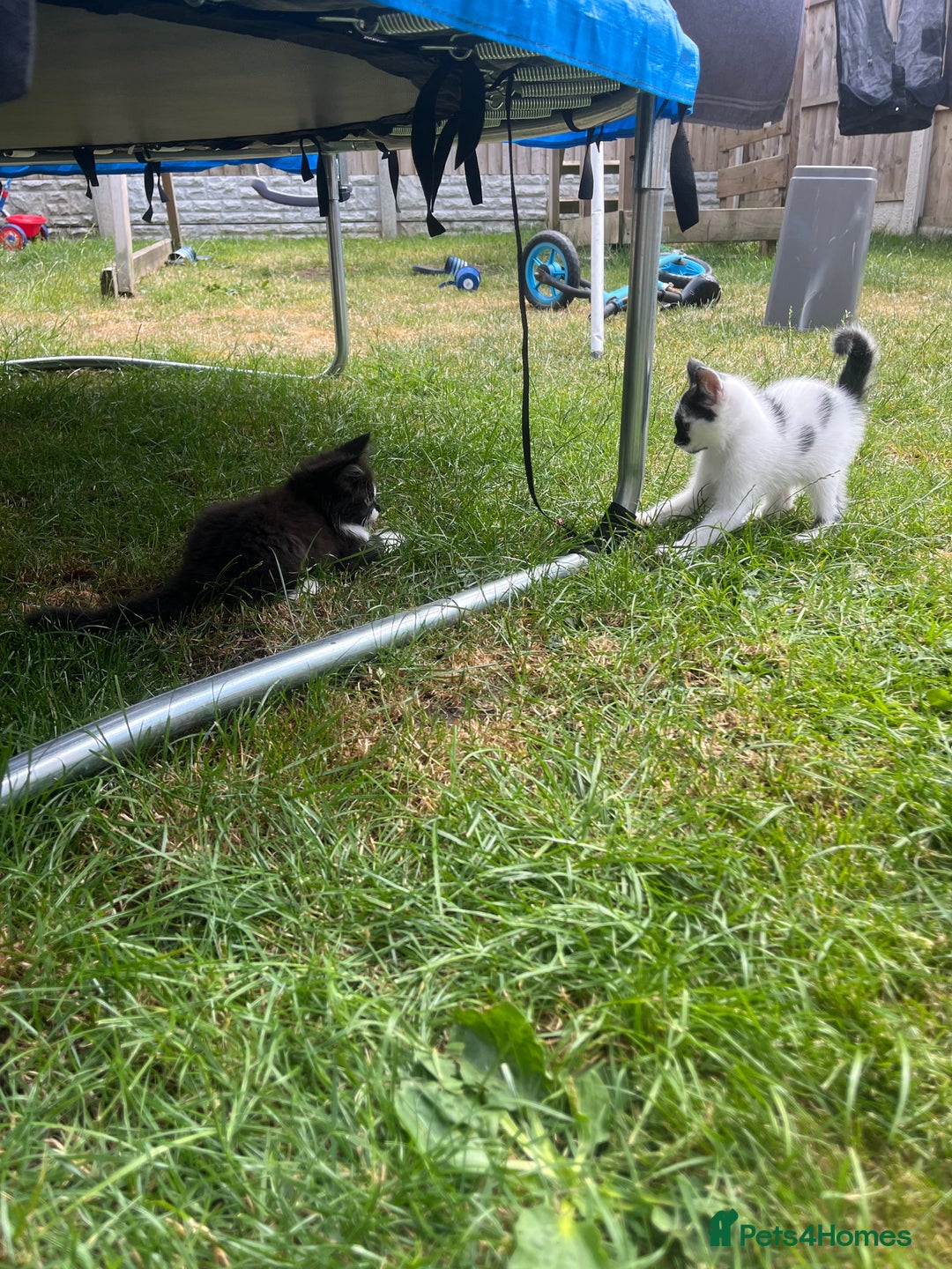 Domestic Shorthair cats for sale: 2 beautiful babies  10weeks old - Image 5