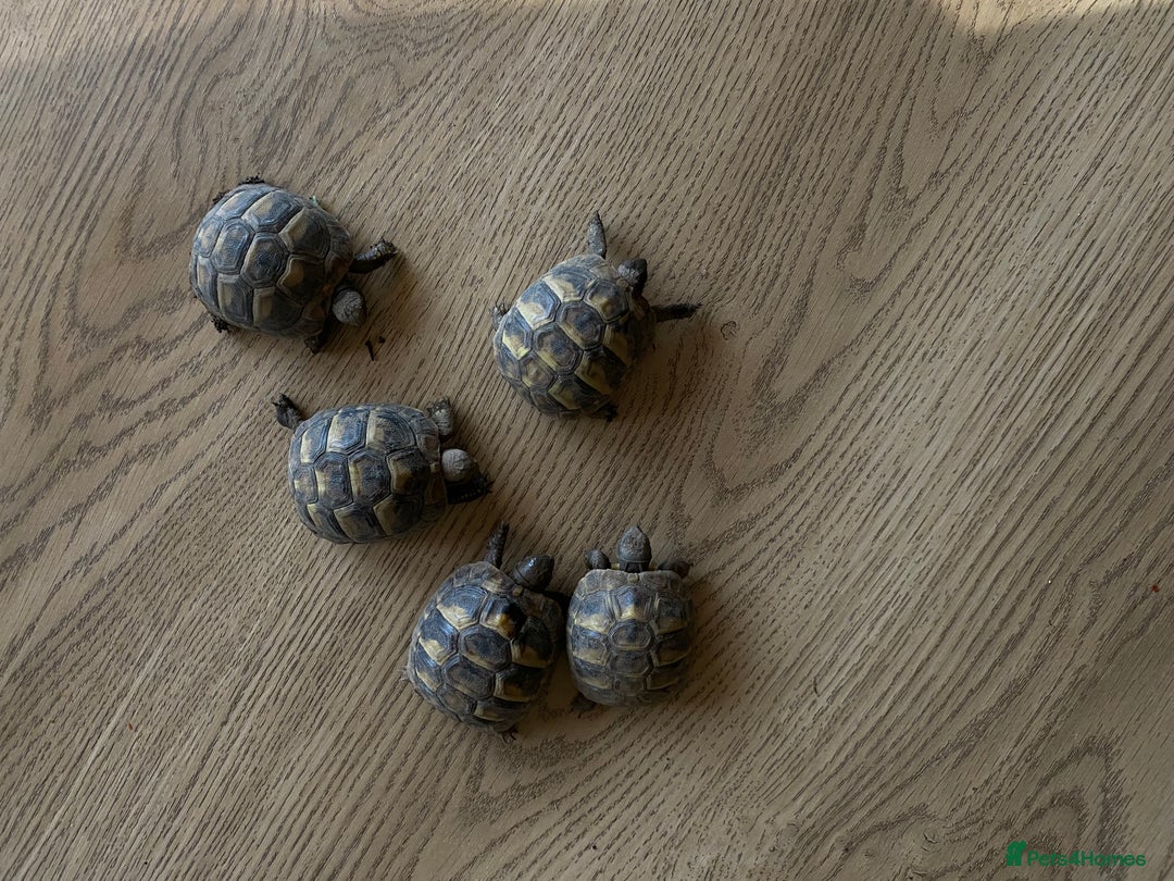 Hermann Tortoise reptiles for sale: Herman tortoises  - Advert 3