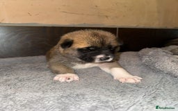 Akita dogs for sale:  Pure Bear-faced American Akita puppies - Image 15